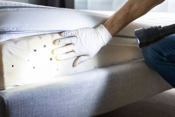 Best Affordable Pest Control Services  in Fox Lake, IL