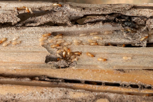 Best Termite Control Services  in Fox Lake, IL